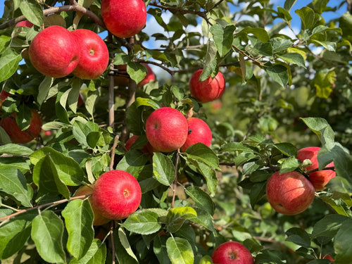Apples