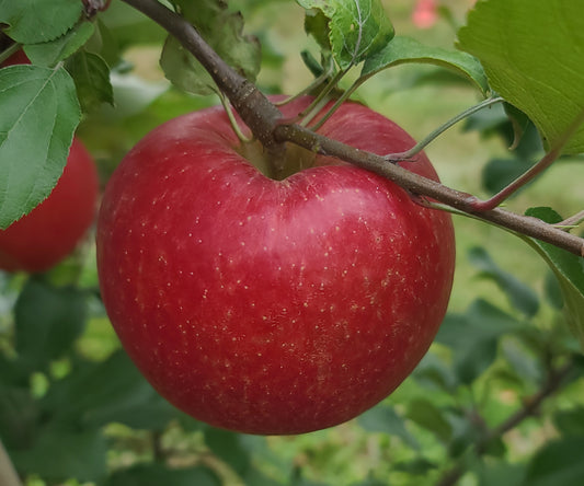 Orchard Apples